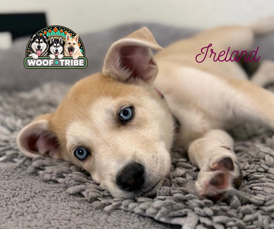Enlarge Ireland - The perfect companion puppy, a Adoptable mixed breed in Manteca, CA image 2/6