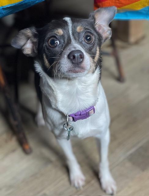 Enlarge Bella, a ADOPTABLE Rat Terrier in Memphis, TN image 4/4