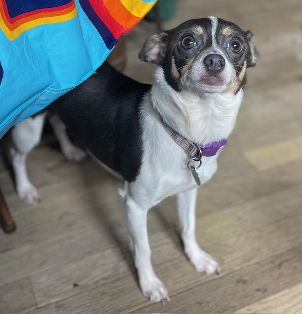 Enlarge Bella, a ADOPTABLE Rat Terrier in Memphis, TN image 1/4