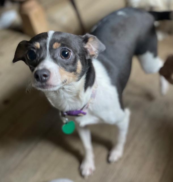 Enlarge Bella, a ADOPTABLE Rat Terrier in Memphis, TN image 2/4