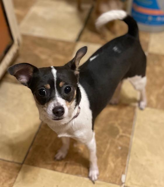 Enlarge Bella, a ADOPTABLE Rat Terrier in Memphis, TN image 3/4