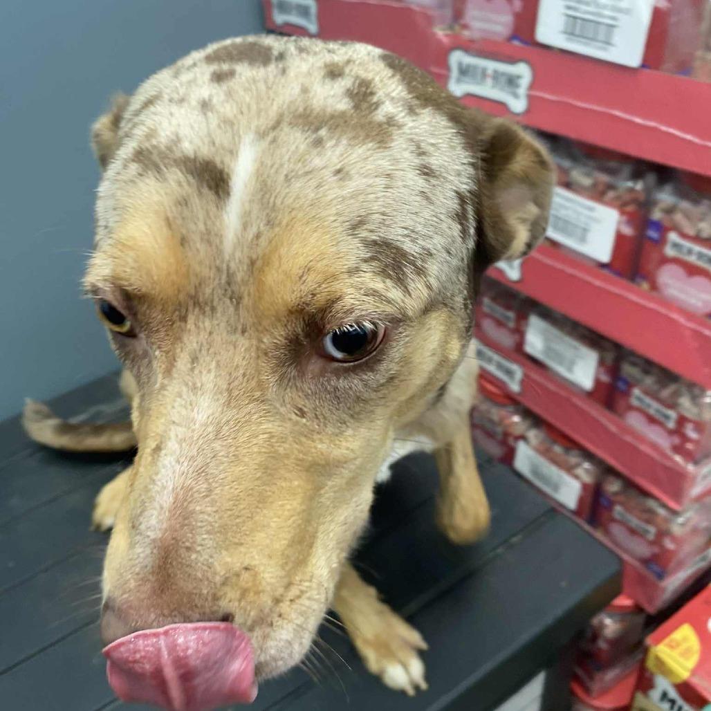 Gibs, Adoptable, Adult Male Australian Shepherd.