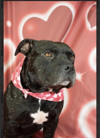 Vader — thumbnail 6