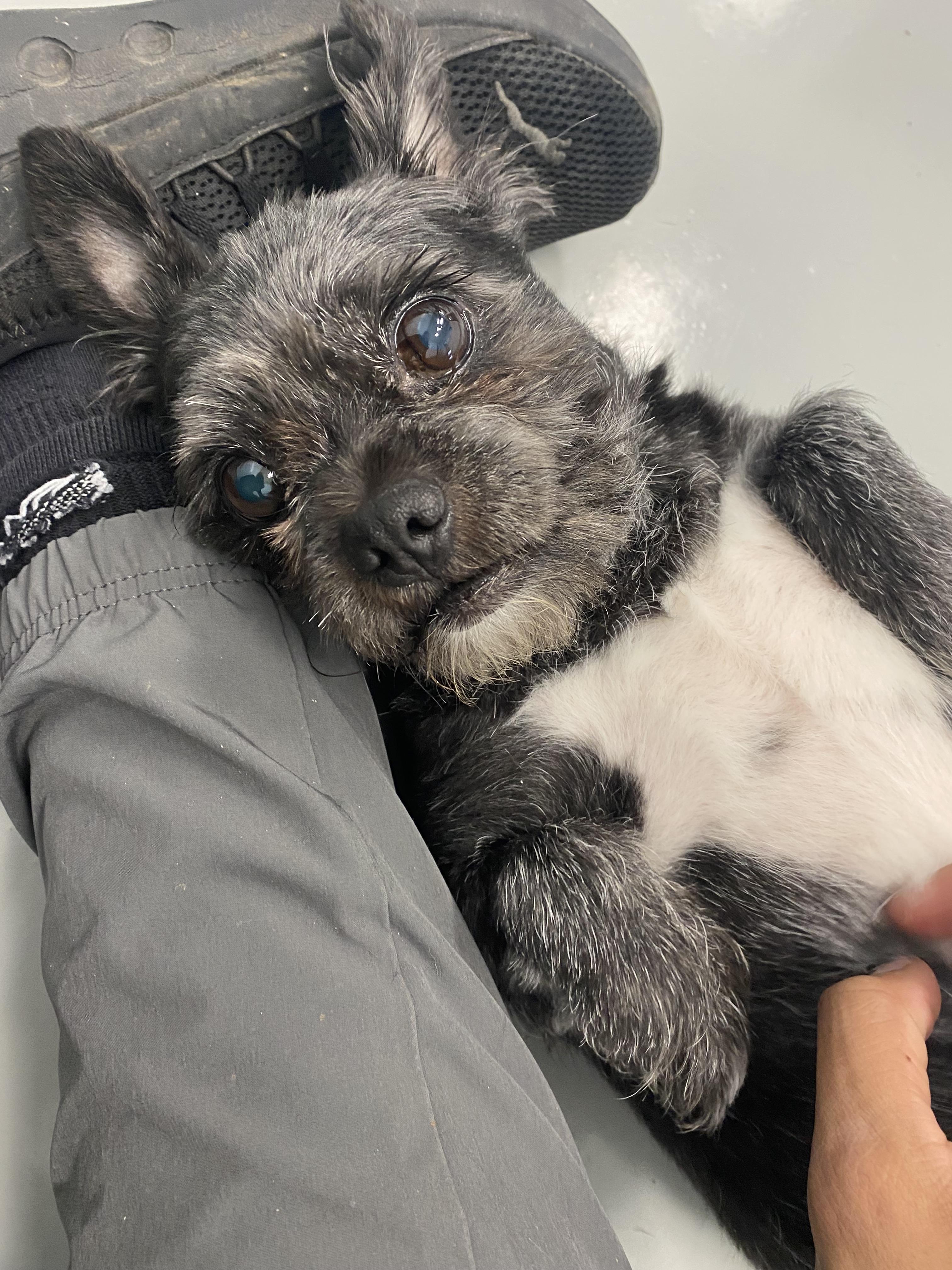 Warren (Bonded to Wesley) - Adoption fee fully sponsored by the Williams Family, Adoptable, Senior Male Shih Tzu.