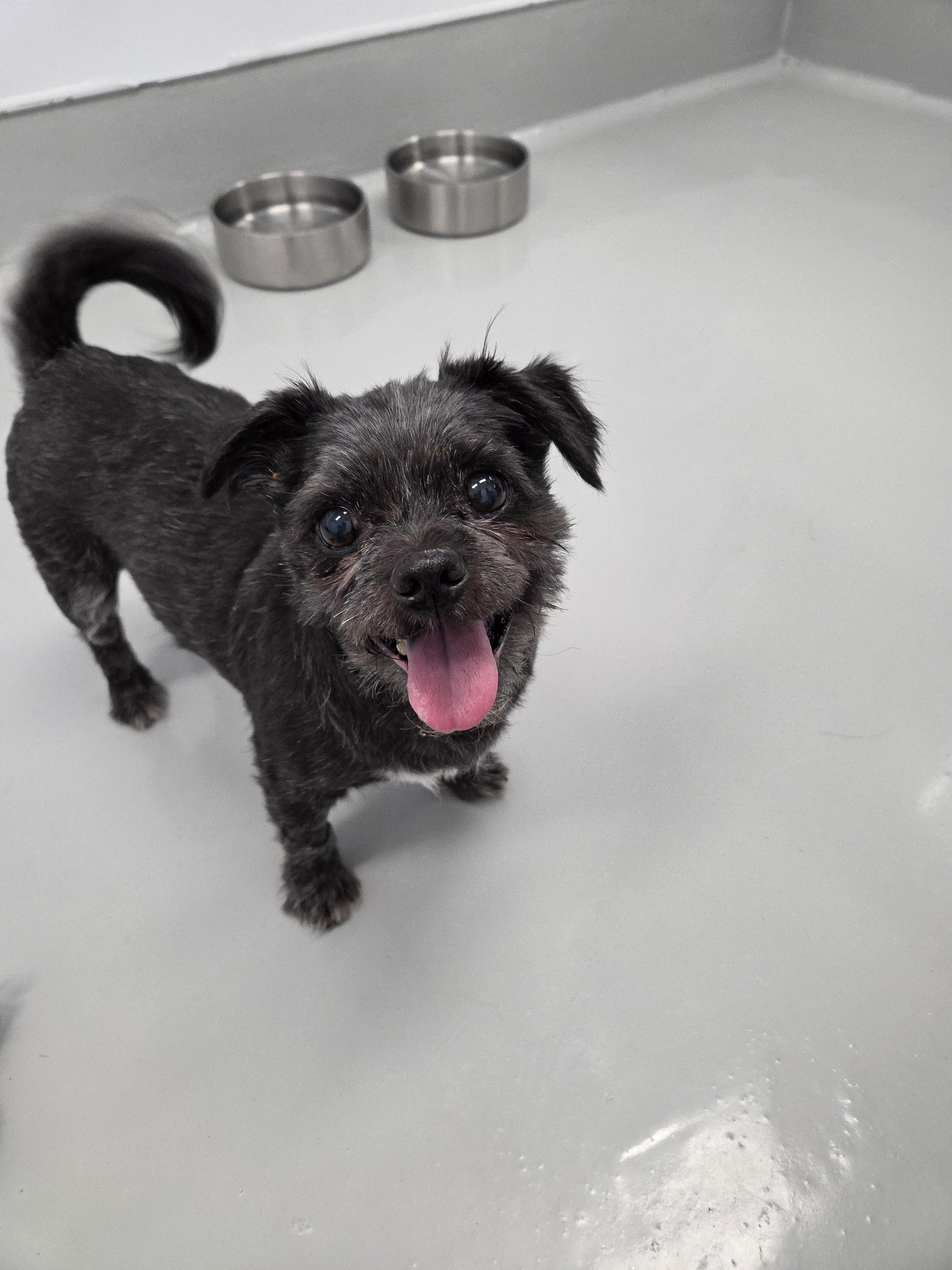 Enlarge Warren (Bonded to Wesley) - Adoption fee fully sponsored by the Williams Family, a Adoptable mixed breed in Chico, CA image 1/4