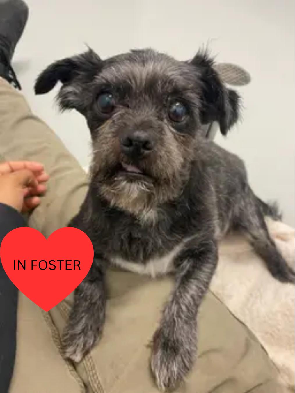 Warren - Adoption fee fully sponsored by the Williams Family, a Adoptable mixed breed in Chico, CA image 3/6