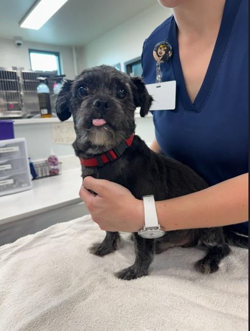 Enlarge Warren (Bonded to Wesley) - Adoption fee fully sponsored by the Williams Family, a Adoptable mixed breed in Chico, CA image 4/4