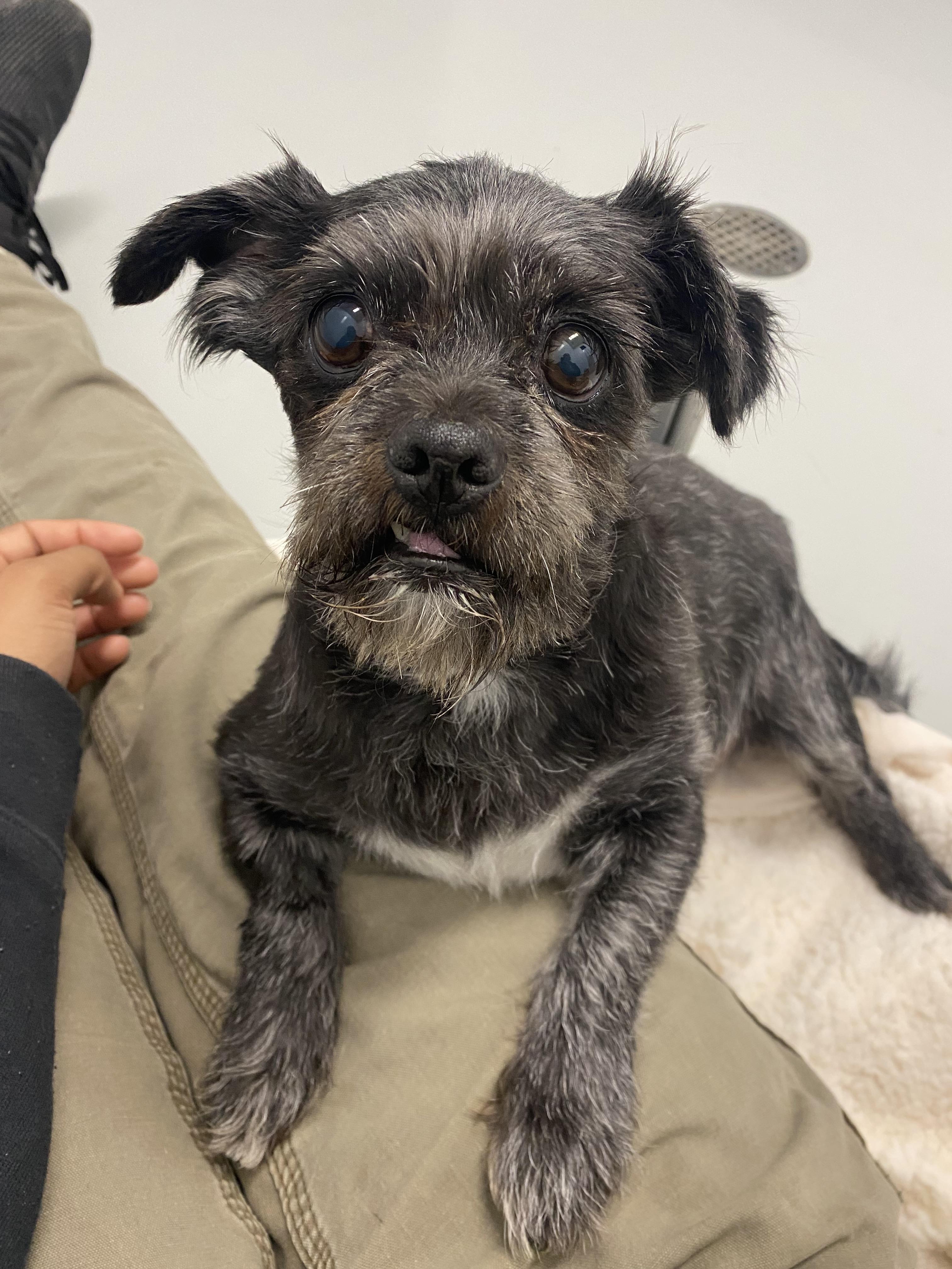 Warren - Adoption fee fully sponsored by the Williams Family, a Adoptable mixed breed in Chico, CA image 5/6