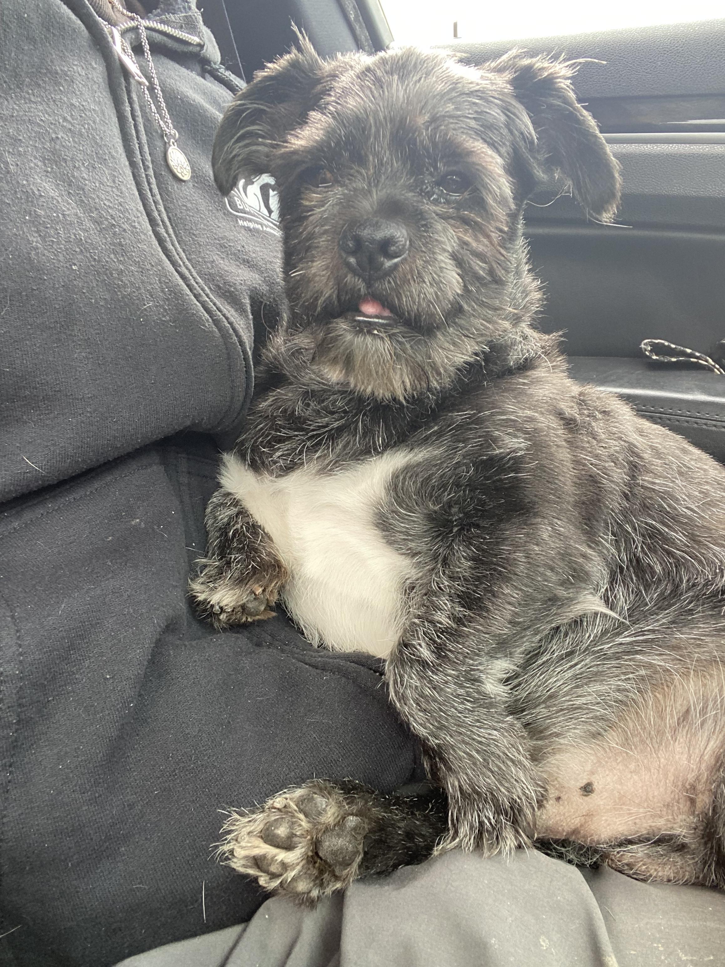 Warren - Adoption fee fully sponsored by the Williams Family, a Adoptable mixed breed in Chico, CA image 6/6