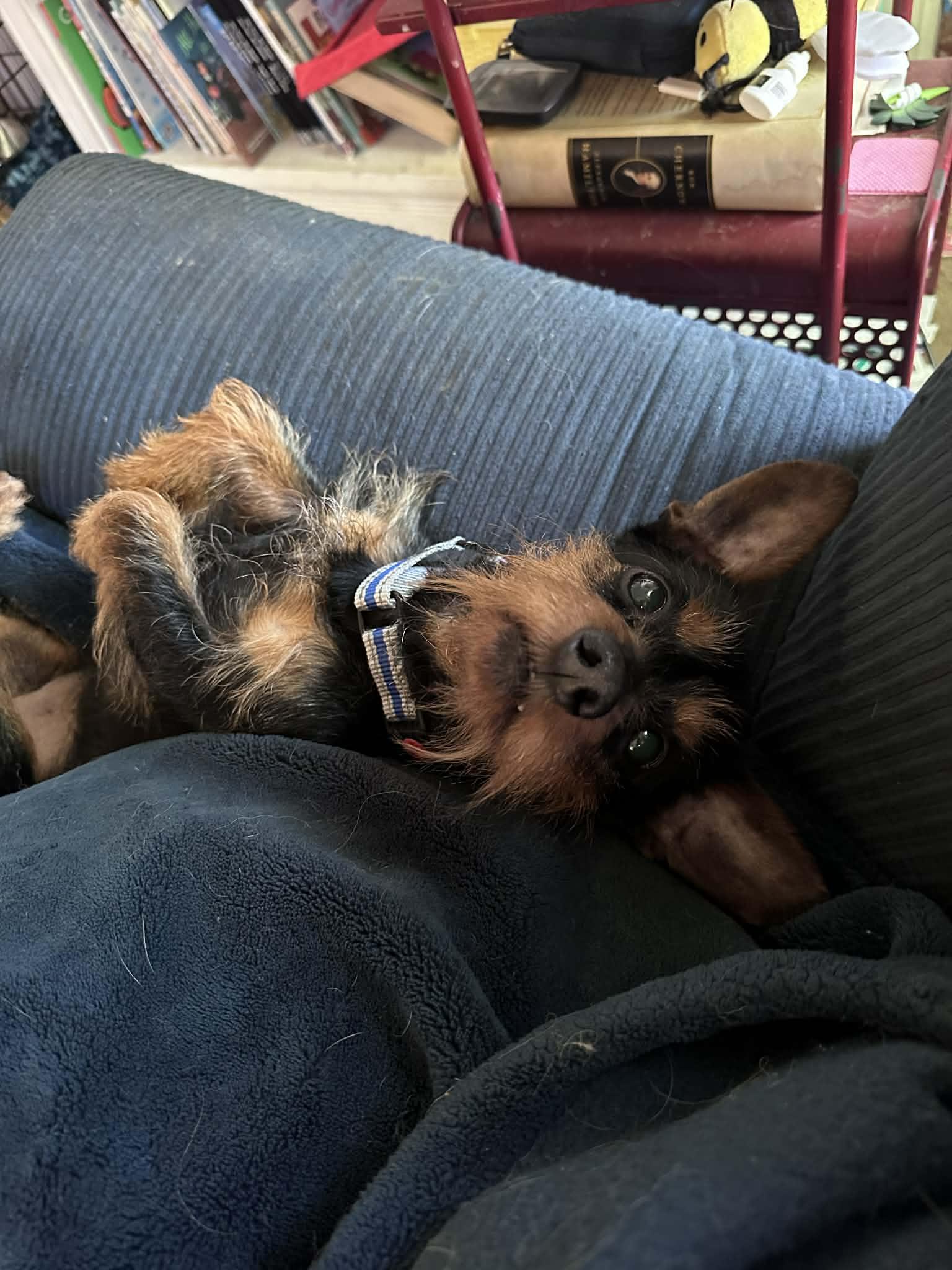 Enlarge Diesel, a ADOPTABLE Yorkshire Terrier in Grand Rapids, MI image 3/3