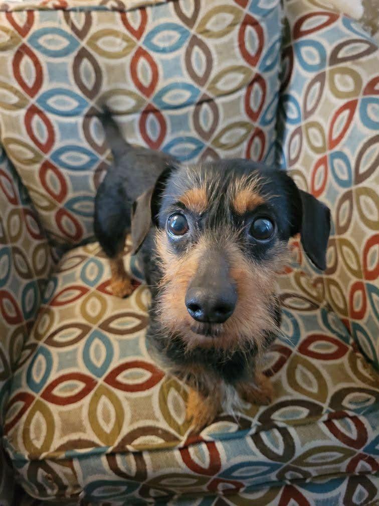 Enlarge Diesel, a ADOPTABLE Yorkshire Terrier in Grand Rapids, MI image 2/3