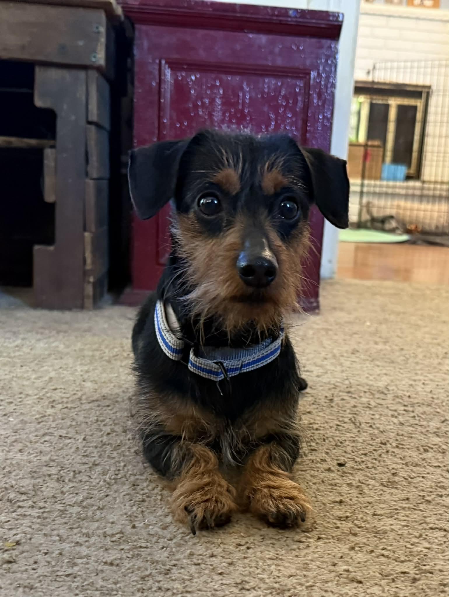 Diesel, ADOPTABLE, Young Male Yorkshire Terrier.