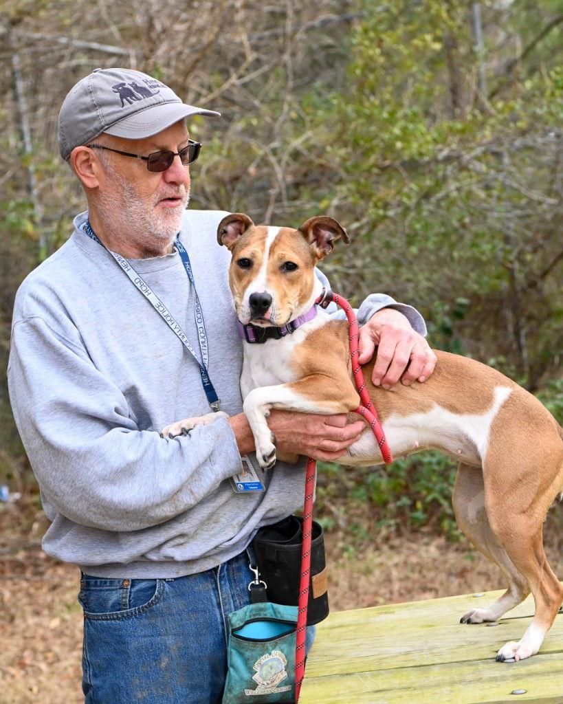 DA 37 Macie-Moo, Adoptable, Adult Female Pit Bull Terrier.