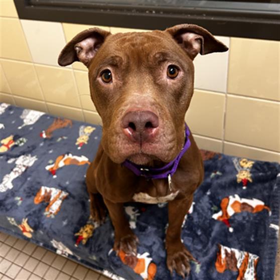 EGGNOGGIN, Adoptable, Young Female Pit Bull Terrier & Mixed Breed.