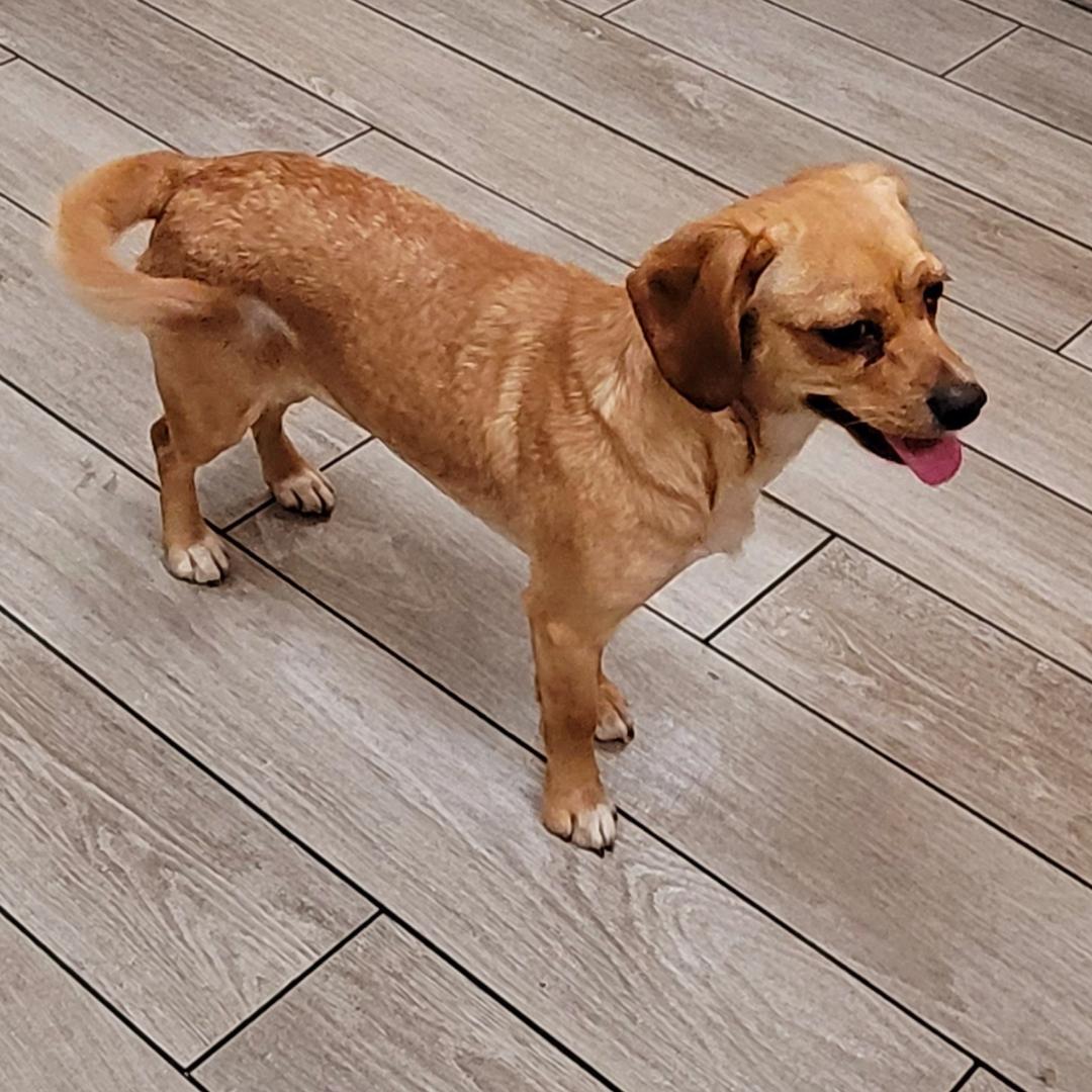 Gracie (Zoomies Are My Favorite!) photo 2
