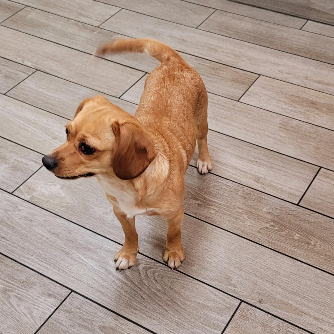 Gracie (Zoomies Are My Favorite!) photo 3