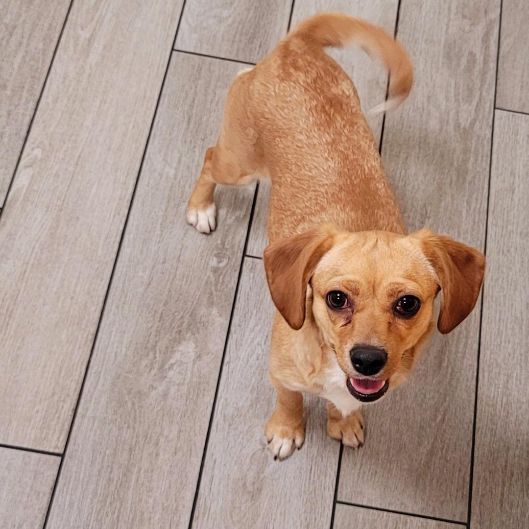 Gracie (Zoomies Are My Favorite!) photo 4