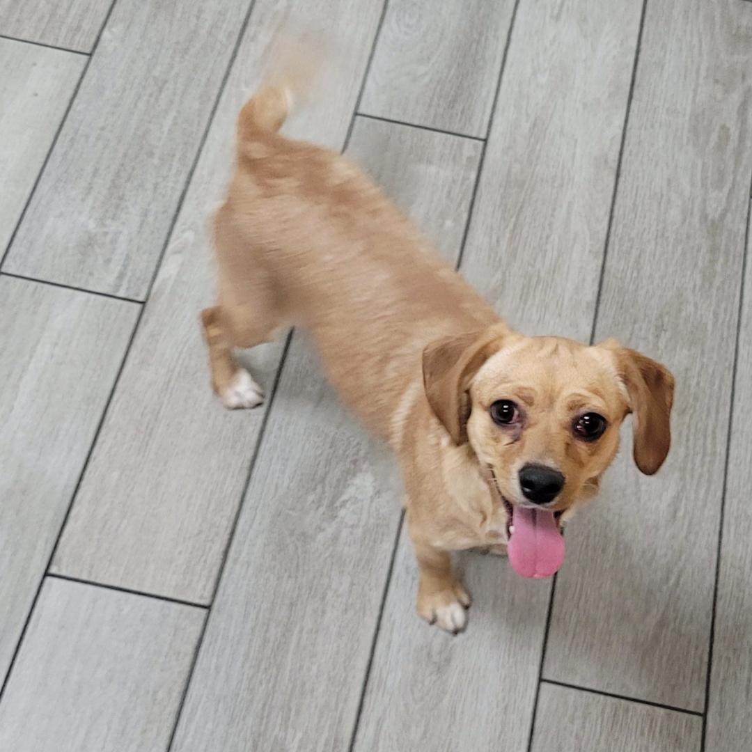 Gracie (Zoomies Are My Favorite!) photo 5