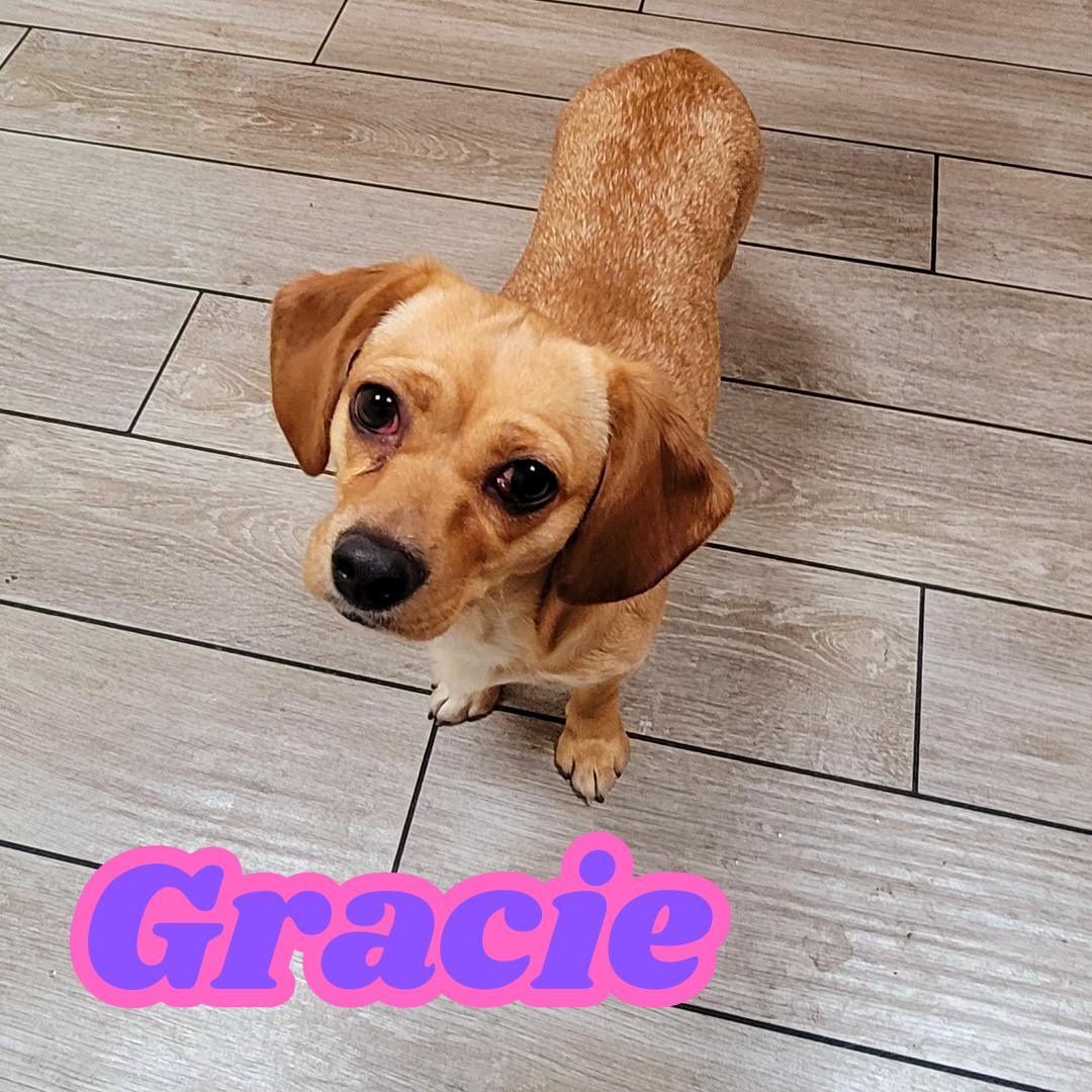 Gracie (Zoomies Are My Favorite!) photo 1