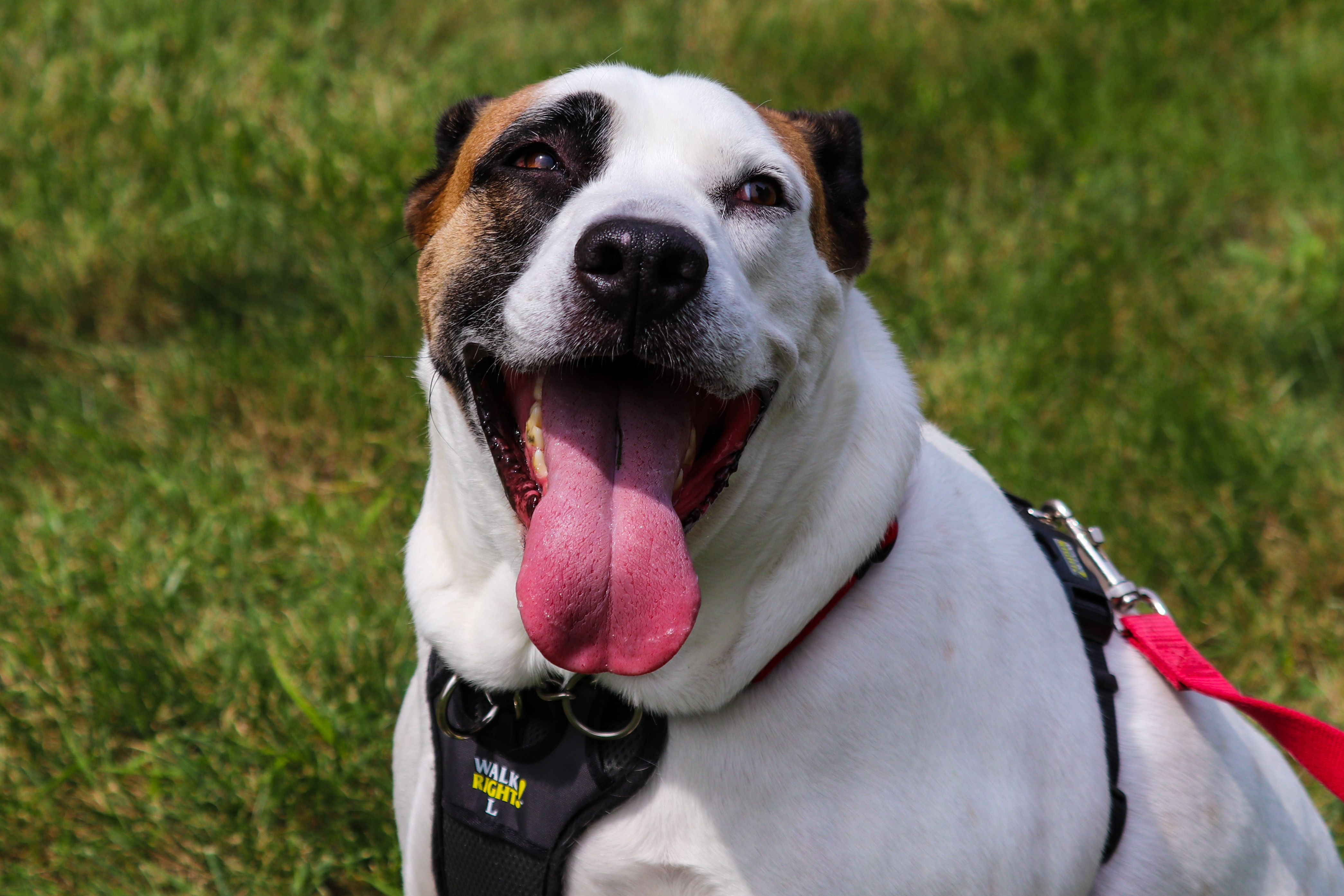 Shiloh photo 1
