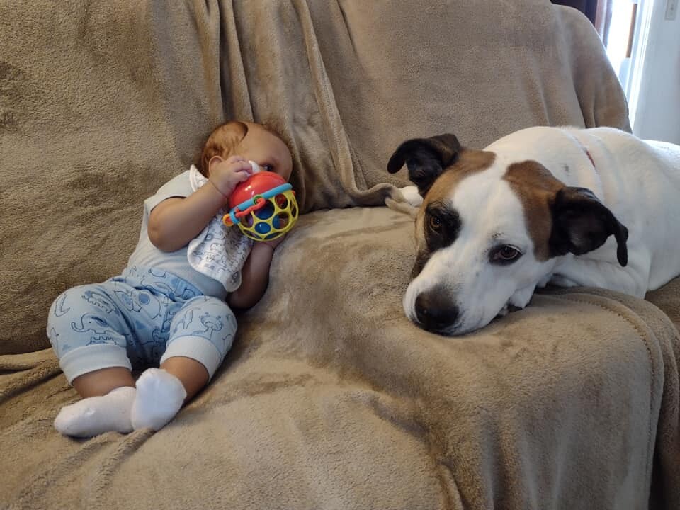 Shiloh, a Adoptable Pit Bull Terrier in Oregon, OH image 3/11