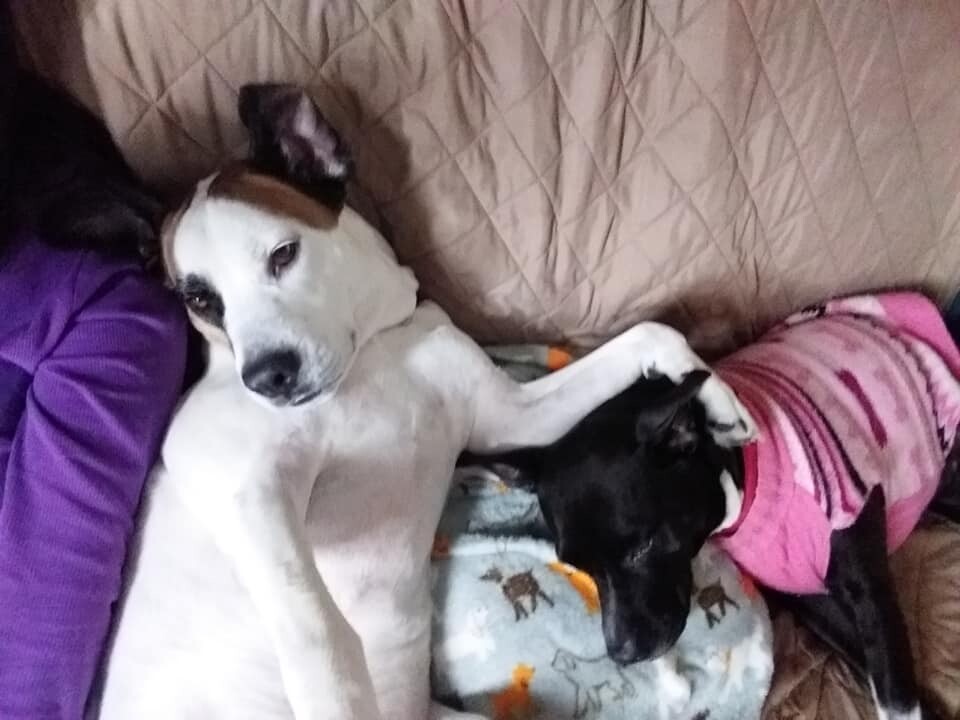 Shiloh, a Adoptable Pit Bull Terrier in Oregon, OH image 4/11