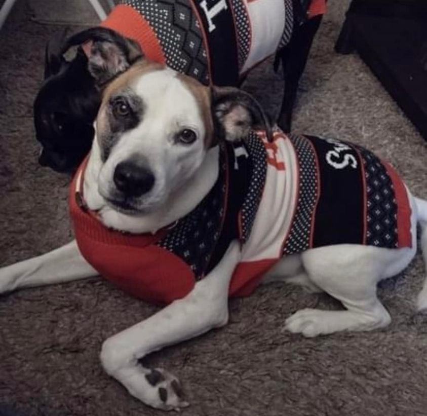 Shiloh, a Adoptable Pit Bull Terrier in Oregon, OH image 5/11