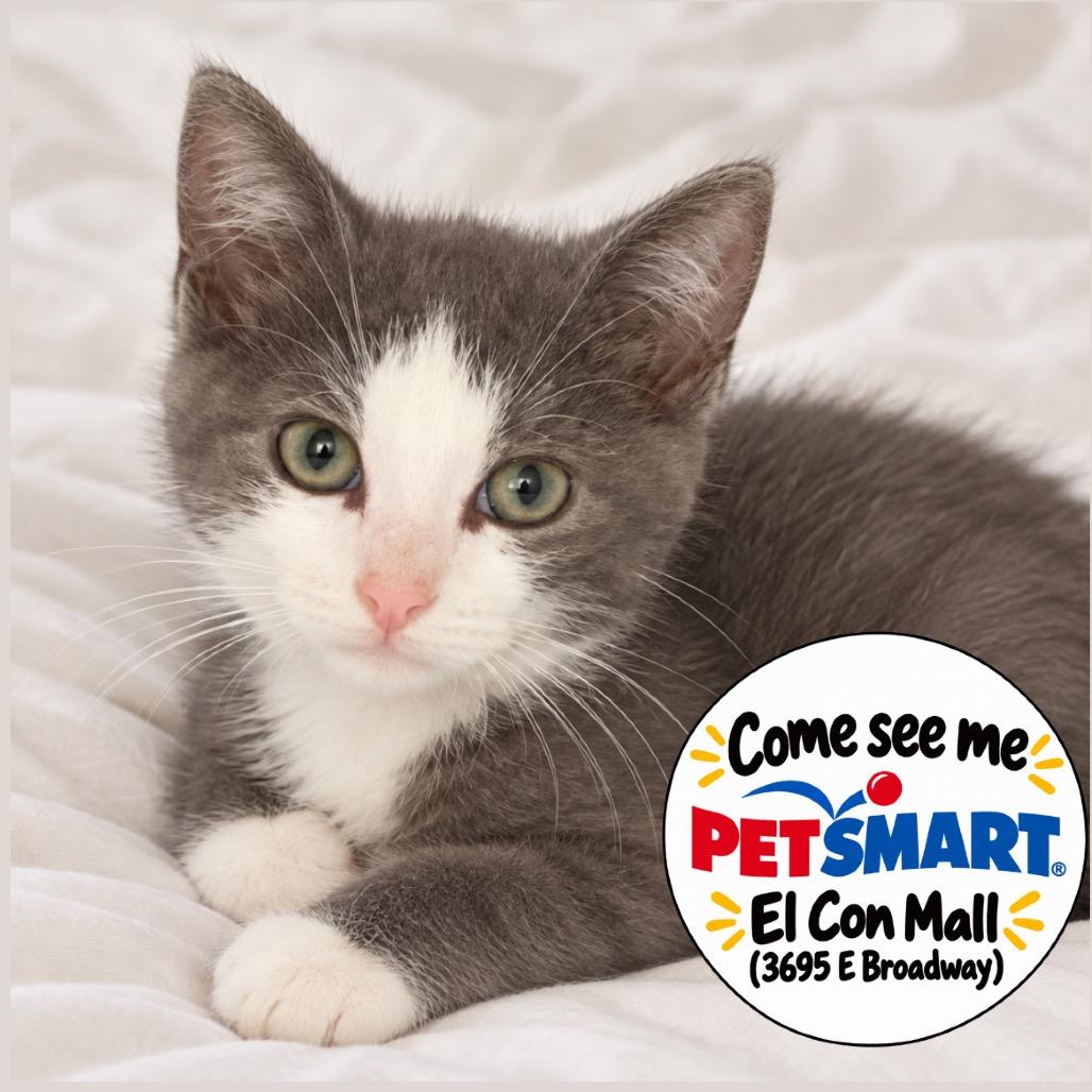 Nico, Adoptable, Kitten Male Domestic Short Hair.