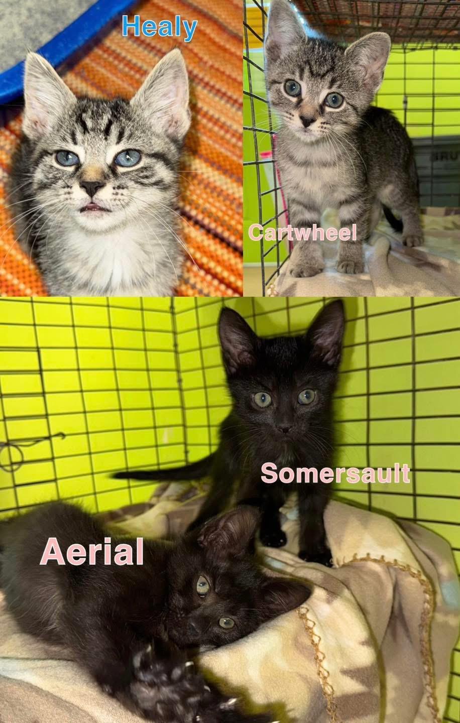 Enlarge Aerial, Healy, Summersault, Cartwheel, a Adopted Domestic Short Hair in Indianapolis, IN image 1/1