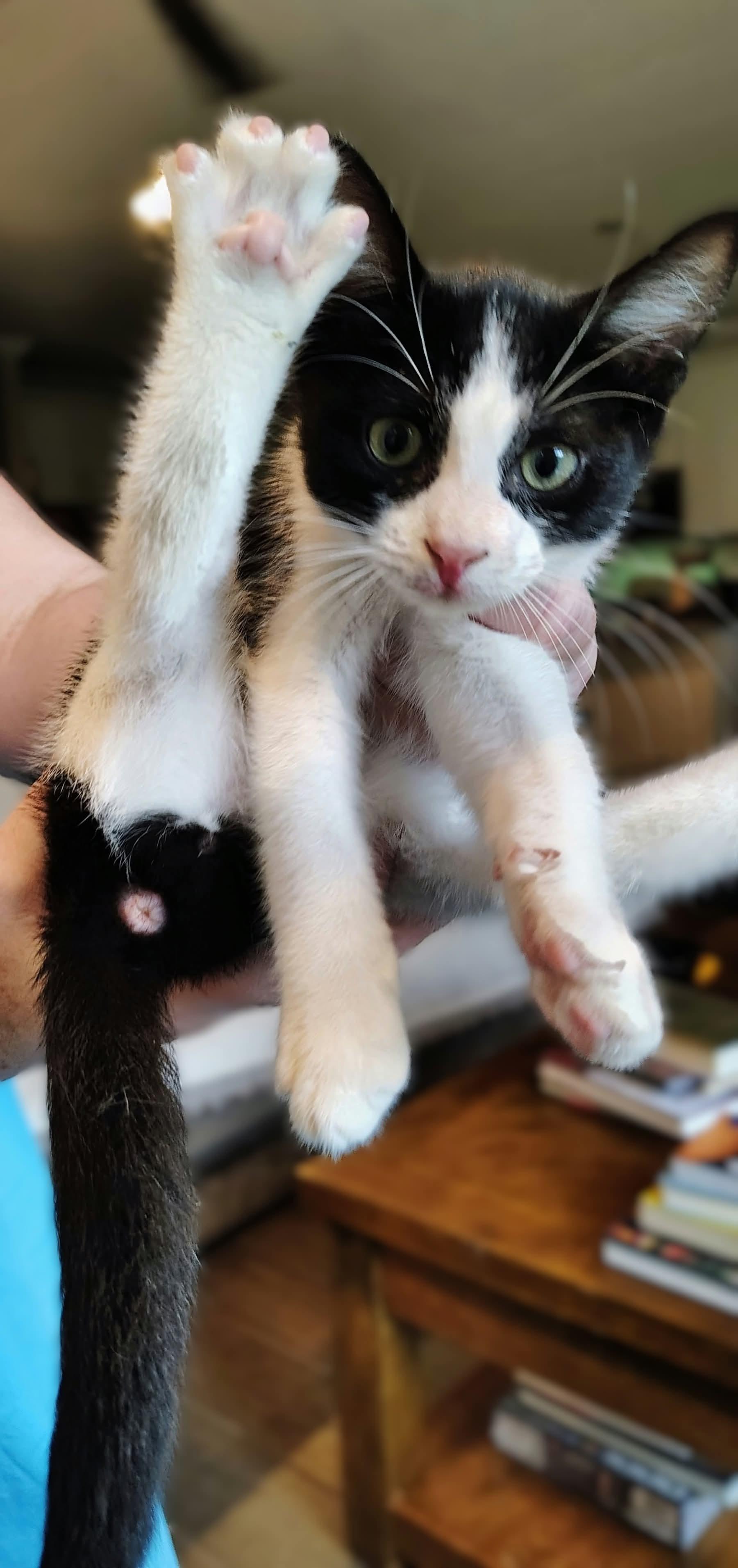 Enlarge Zed, a Adopted Domestic Short Hair in Jacksonville, FL image 2/2