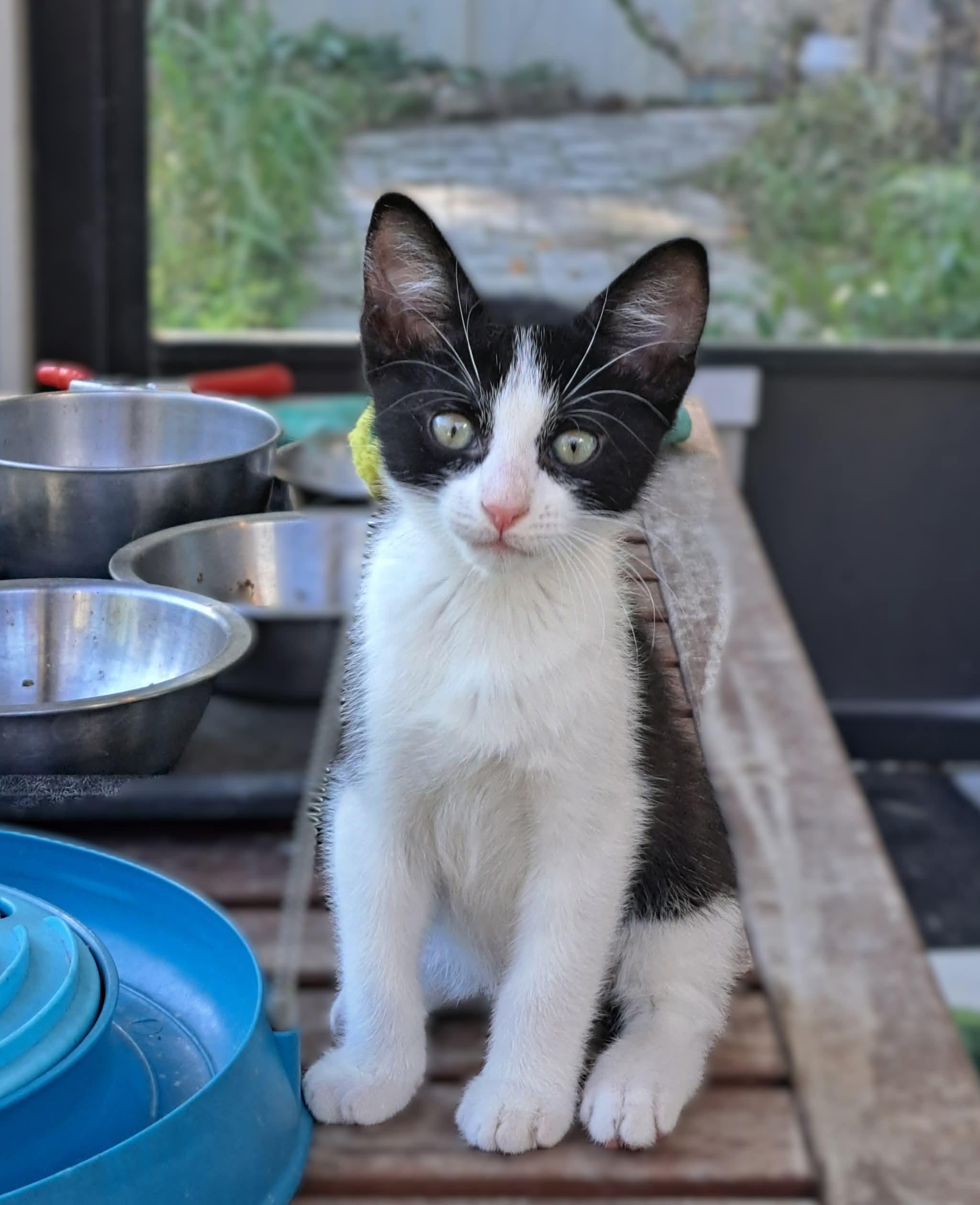 Zed, Adopted, Kitten Male Domestic Short Hair.