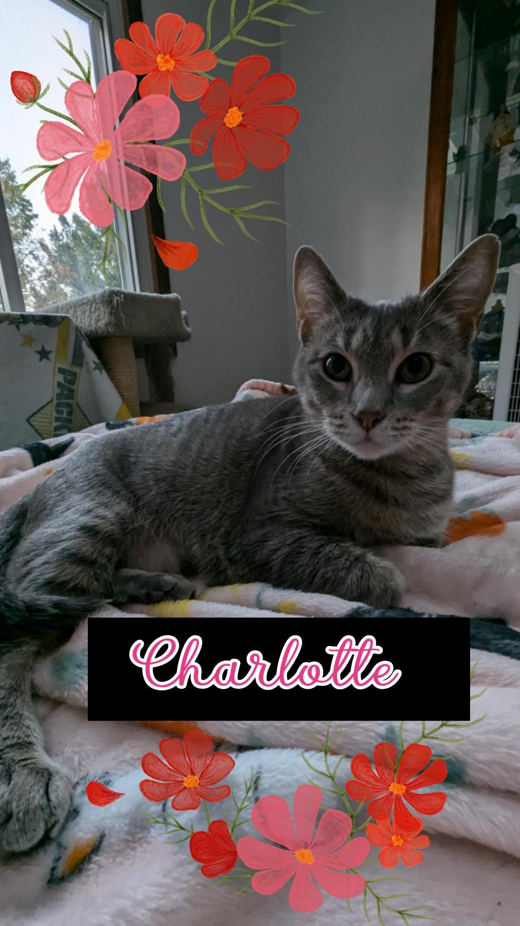 BABYGIRL & CHARLOTTE(Bonded Pair), Adoptable, Adult Female Domestic Short Hair.