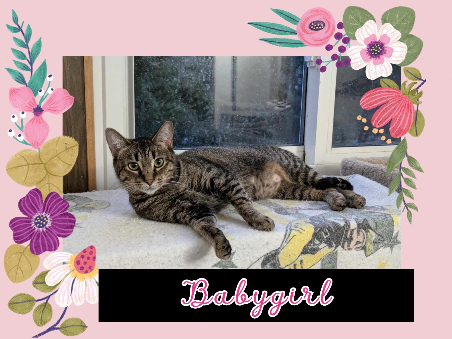 Enlarge BABYGIRL & CHARLOTTE(Bonded Pair), a Adoptable Domestic Short Hair in Fitchburg, WI image 2/2