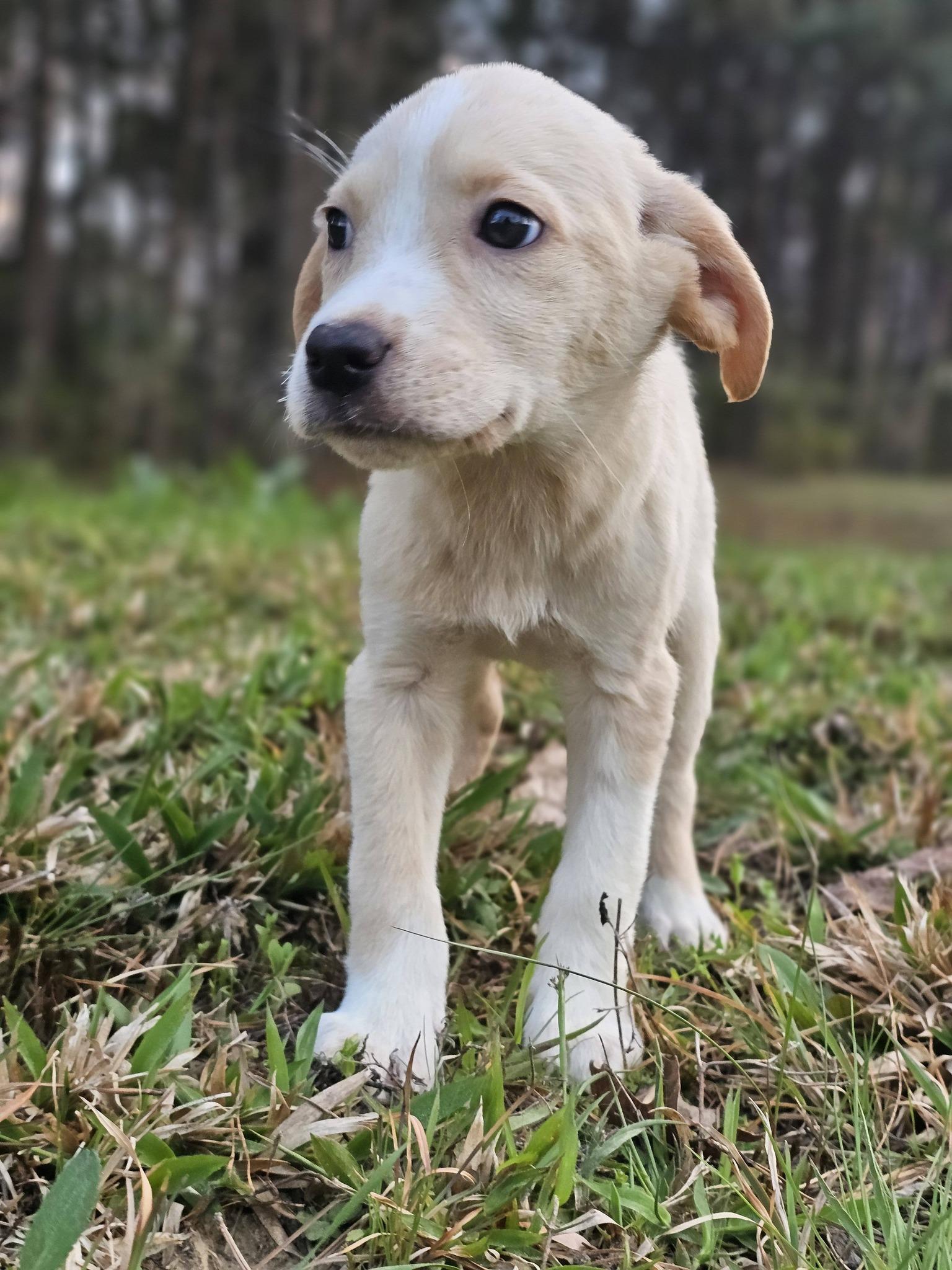 Enlarge Maya, an adopted Yellow Labrador Retriever in Fort Payne, AL image 3/6