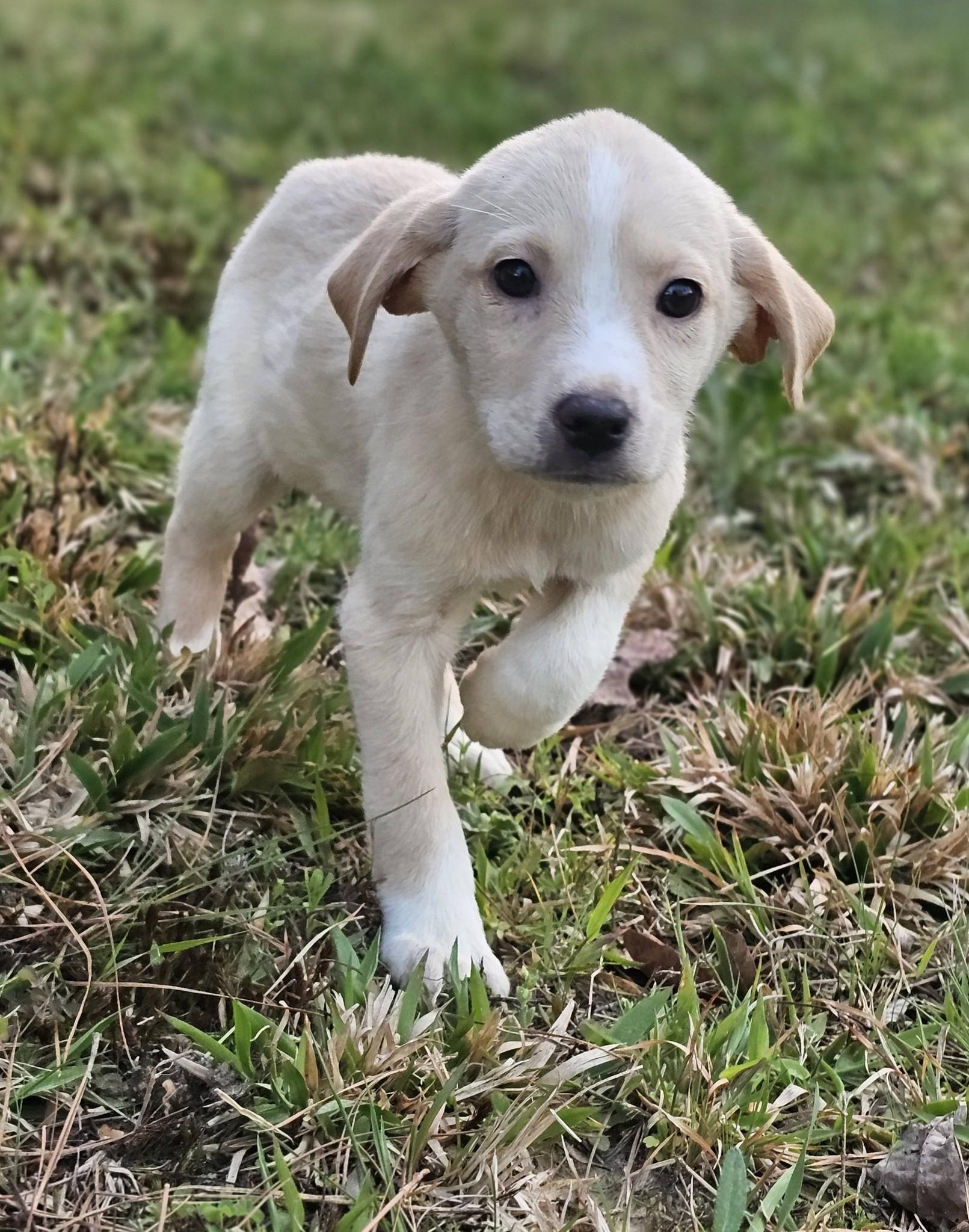 Enlarge Maya, an adopted Yellow Labrador Retriever in Fort Payne, AL image 2/6