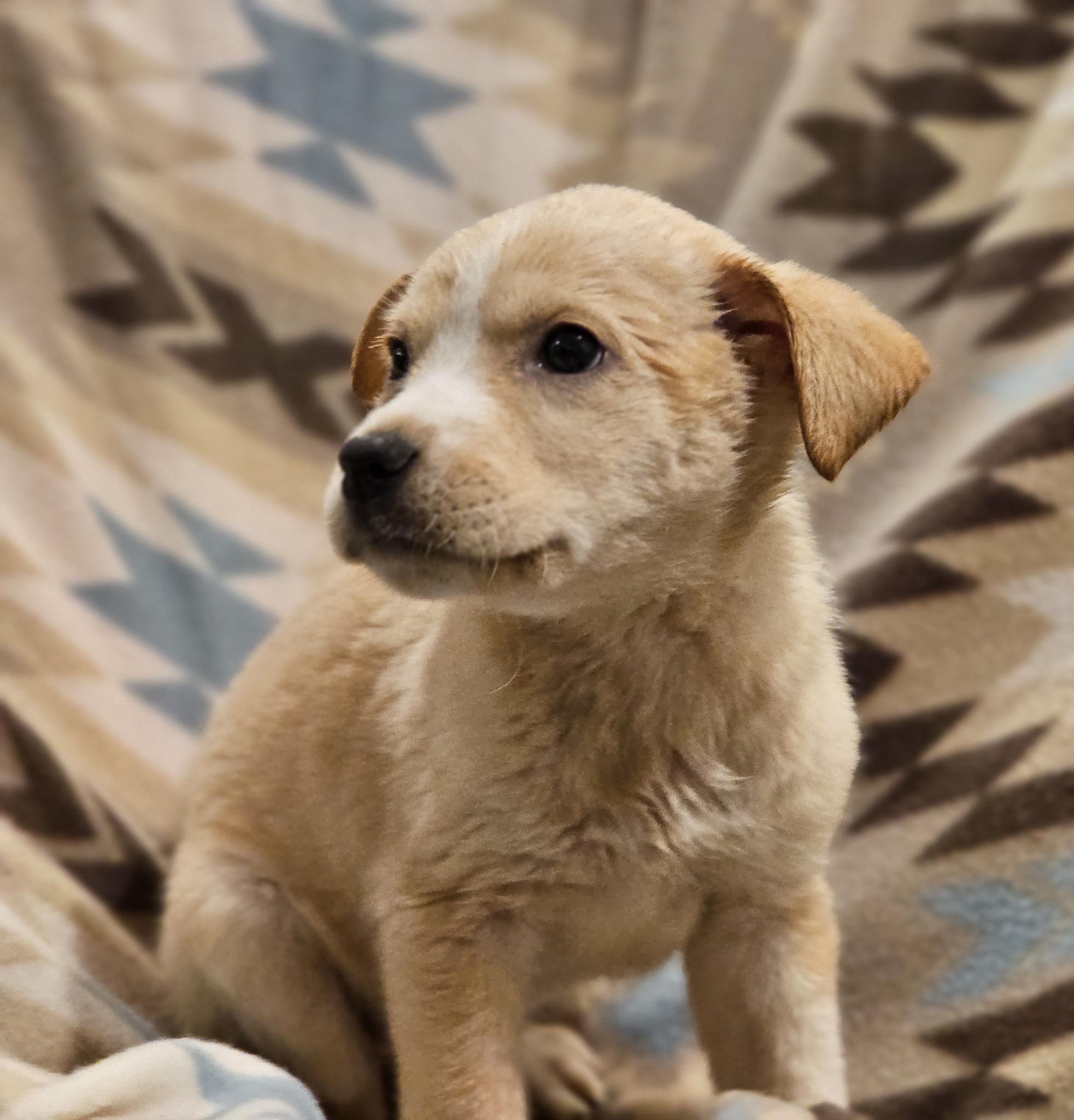 Enlarge Maya, an adopted Yellow Labrador Retriever in Fort Payne, AL image 6/6