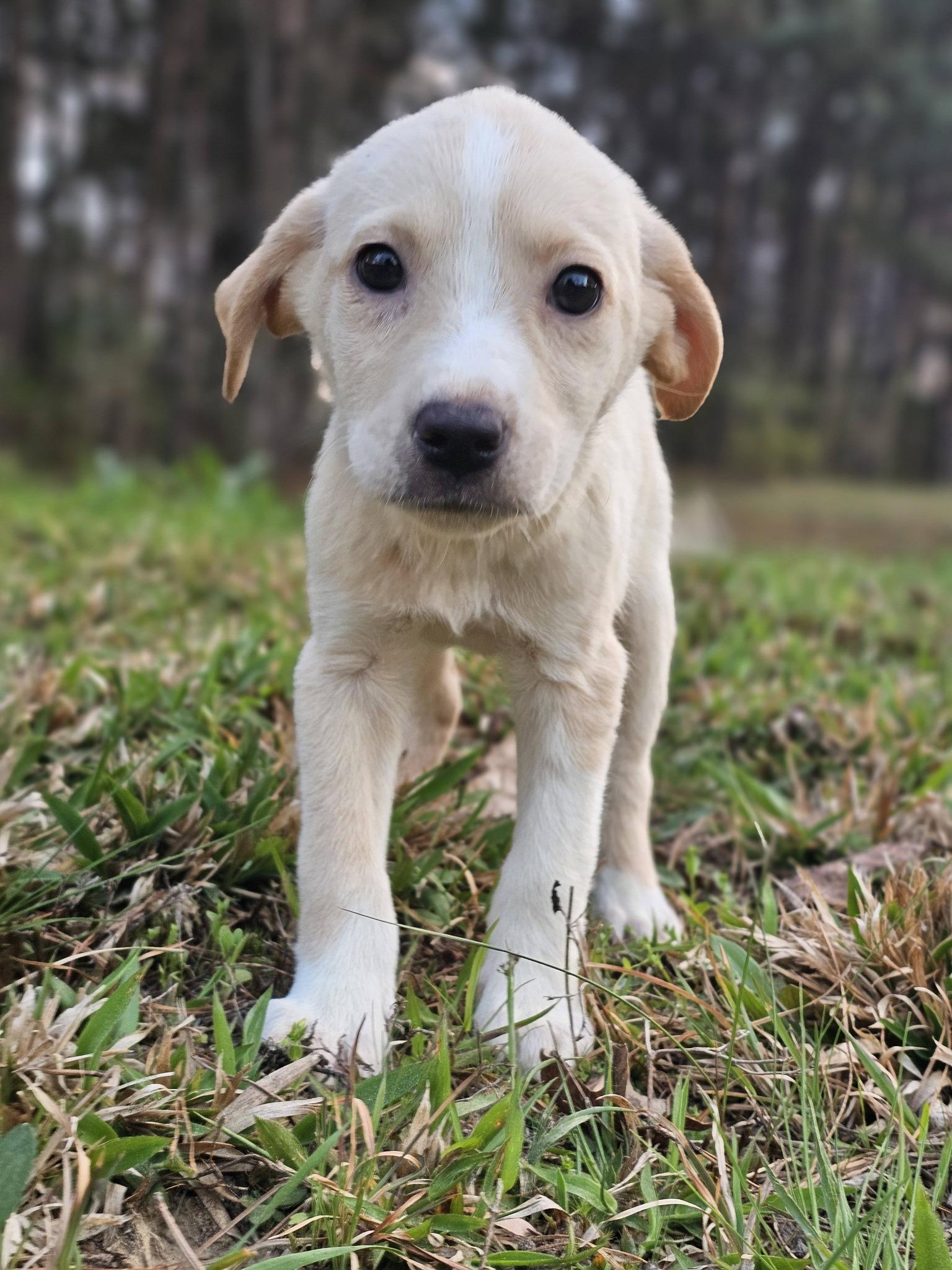 Maya, adopted, Puppy Female Yellow Labrador Retriever.