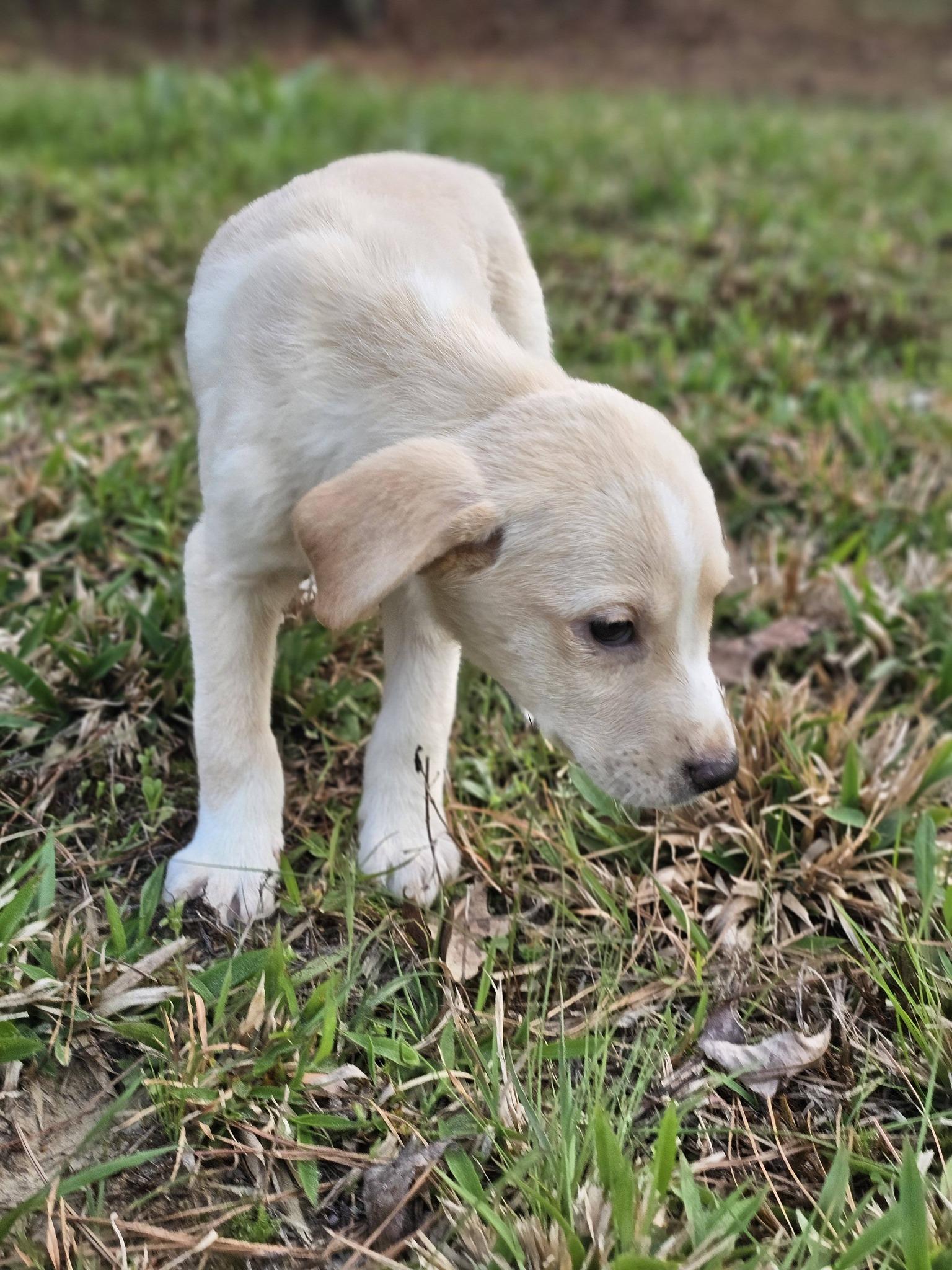Enlarge Maya, an adopted Yellow Labrador Retriever in Fort Payne, AL image 4/6