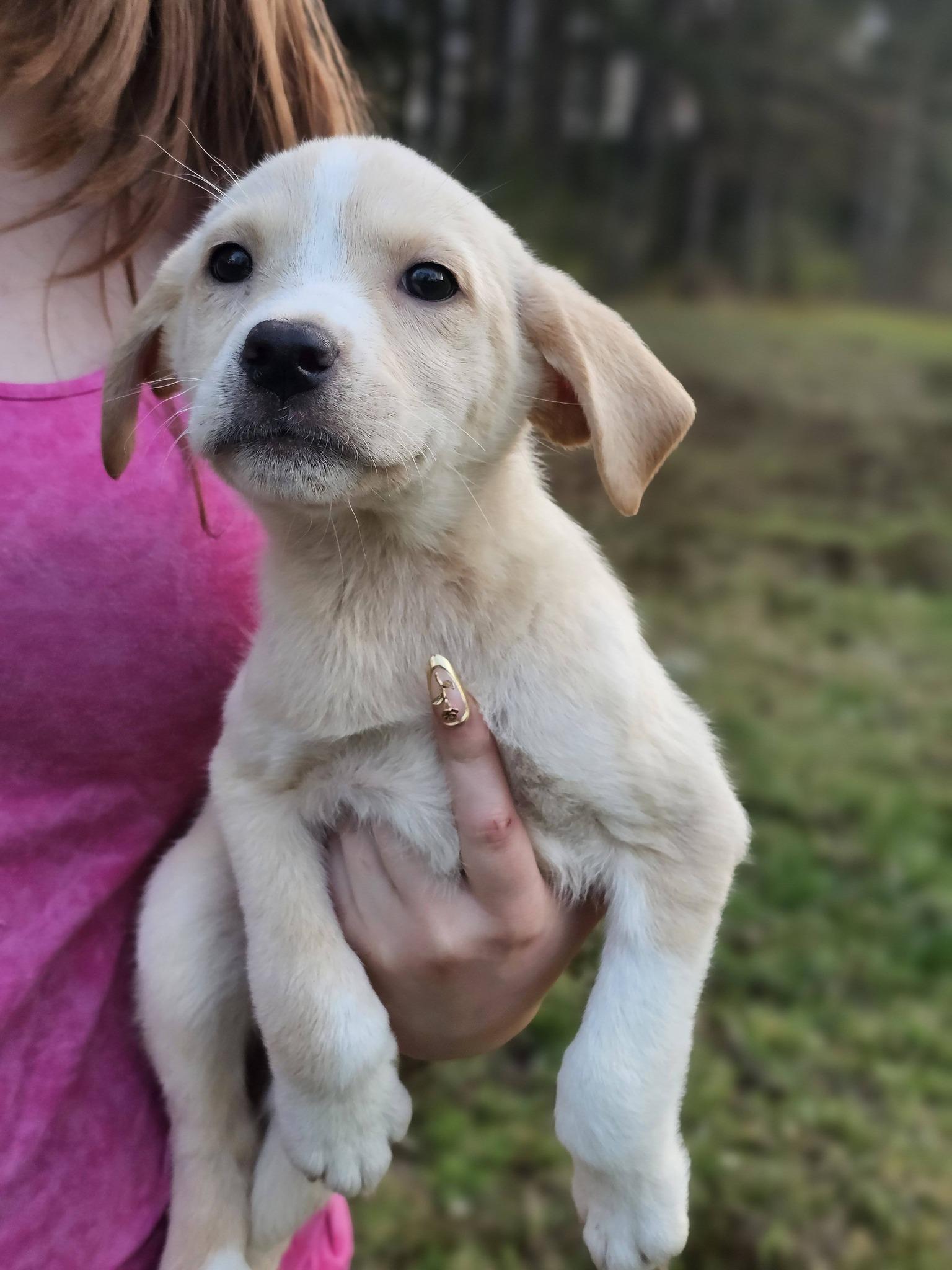 Enlarge Maya, an adopted Yellow Labrador Retriever in Fort Payne, AL image 5/6
