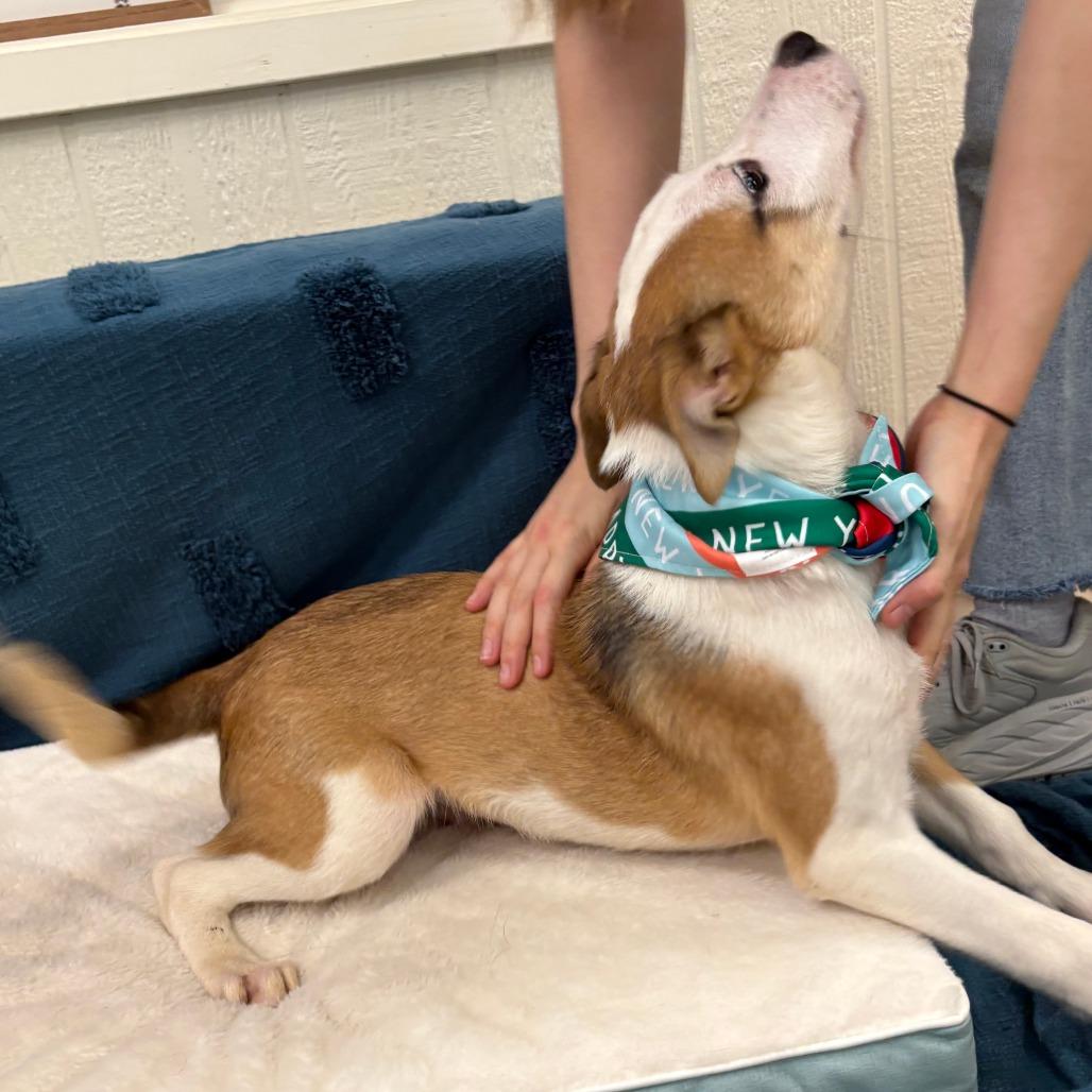 Lennox, Adoptable, Puppy Male Husky & Shepherd.