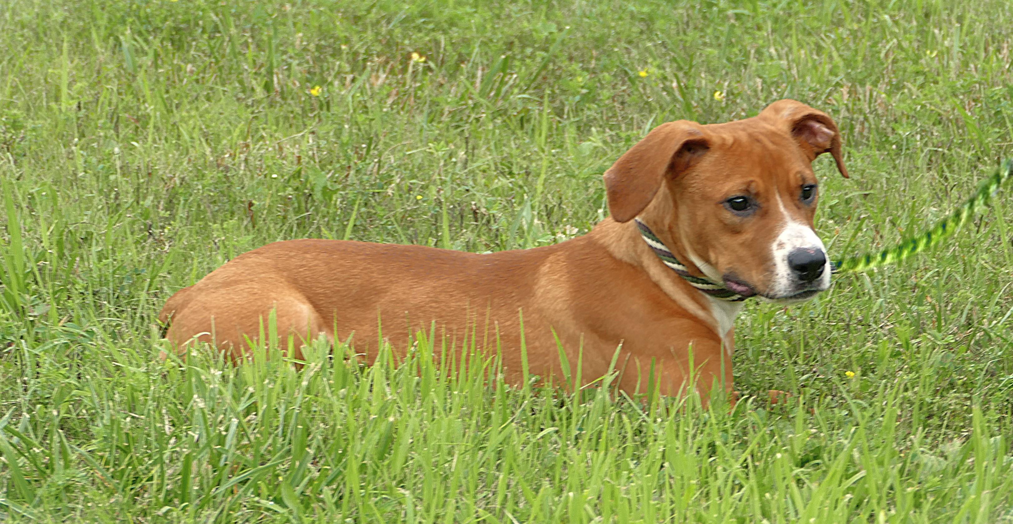 SADIE, a ADOPTABLE mixed breed in Beechbottom, WV image 2/4