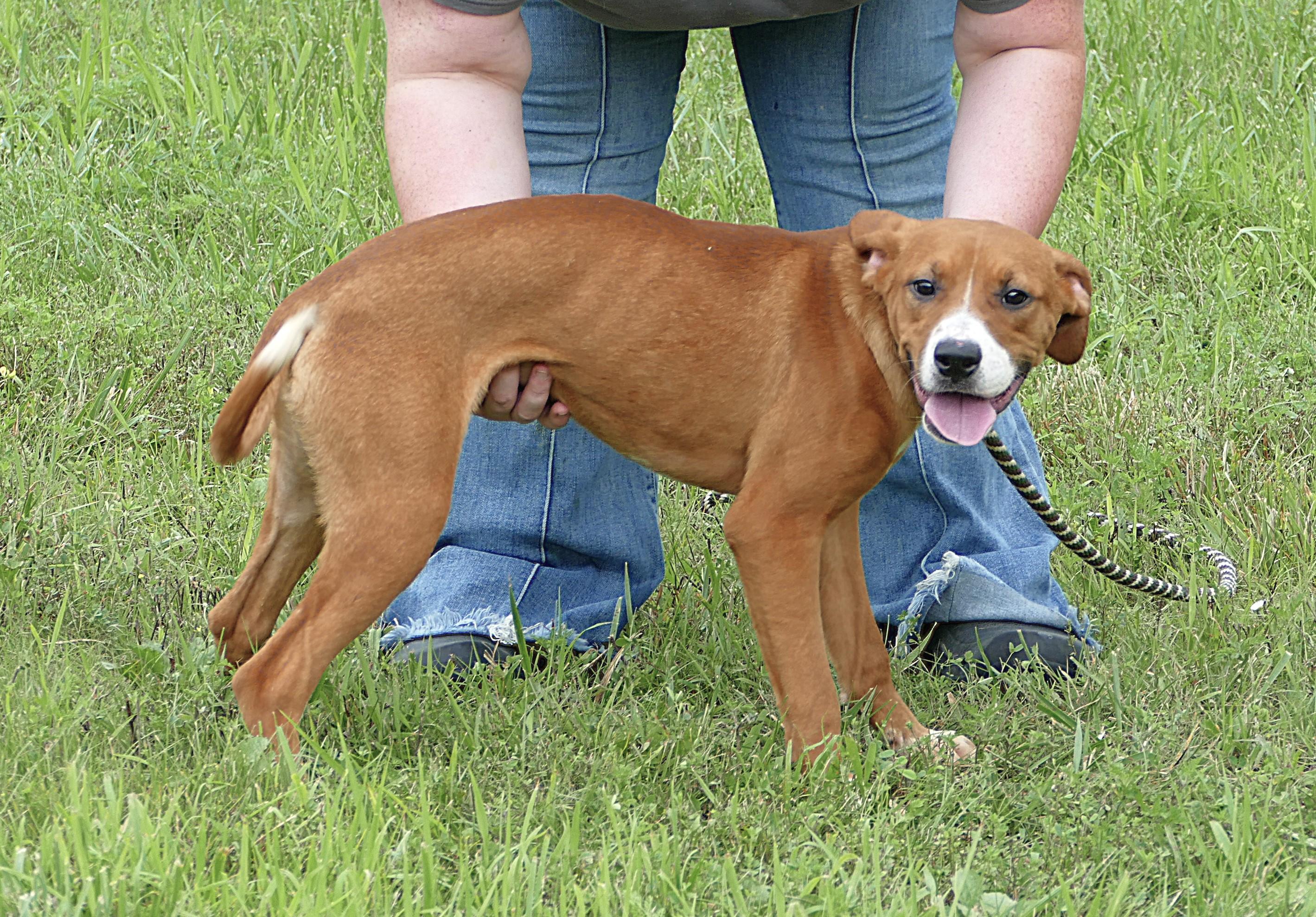 SADIE, a ADOPTABLE mixed breed in Beechbottom, WV image 3/4
