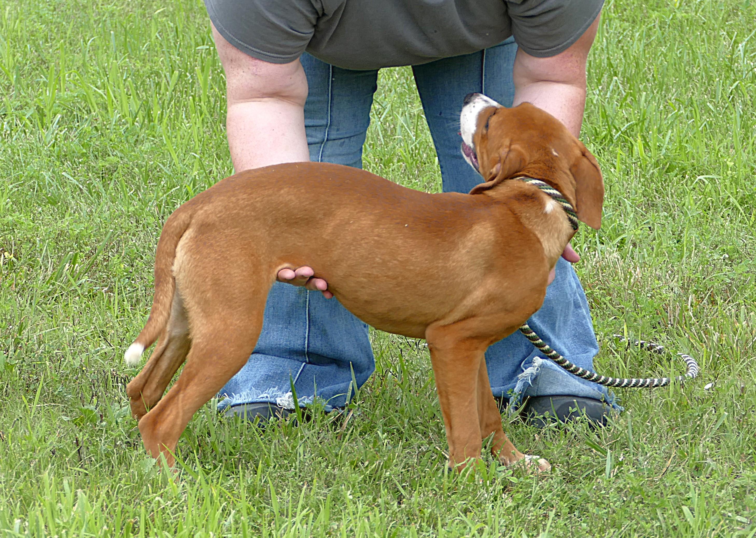 SADIE, a ADOPTABLE mixed breed in Beechbottom, WV image 4/4