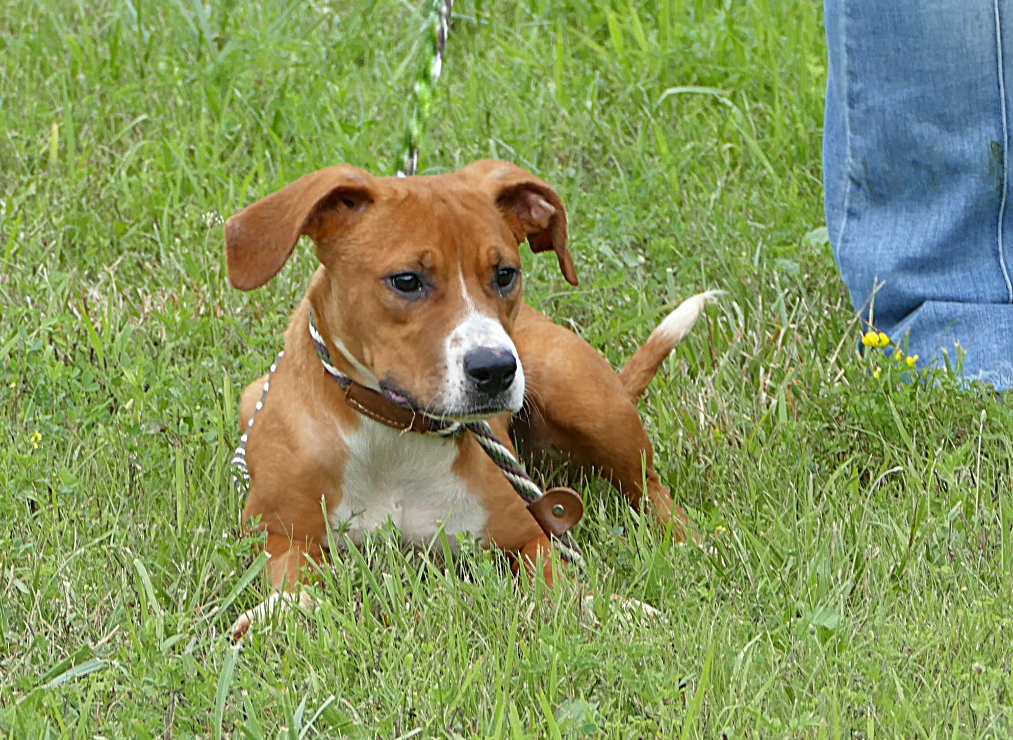 SADIE, ADOPTABLE, Young Female Boxer.