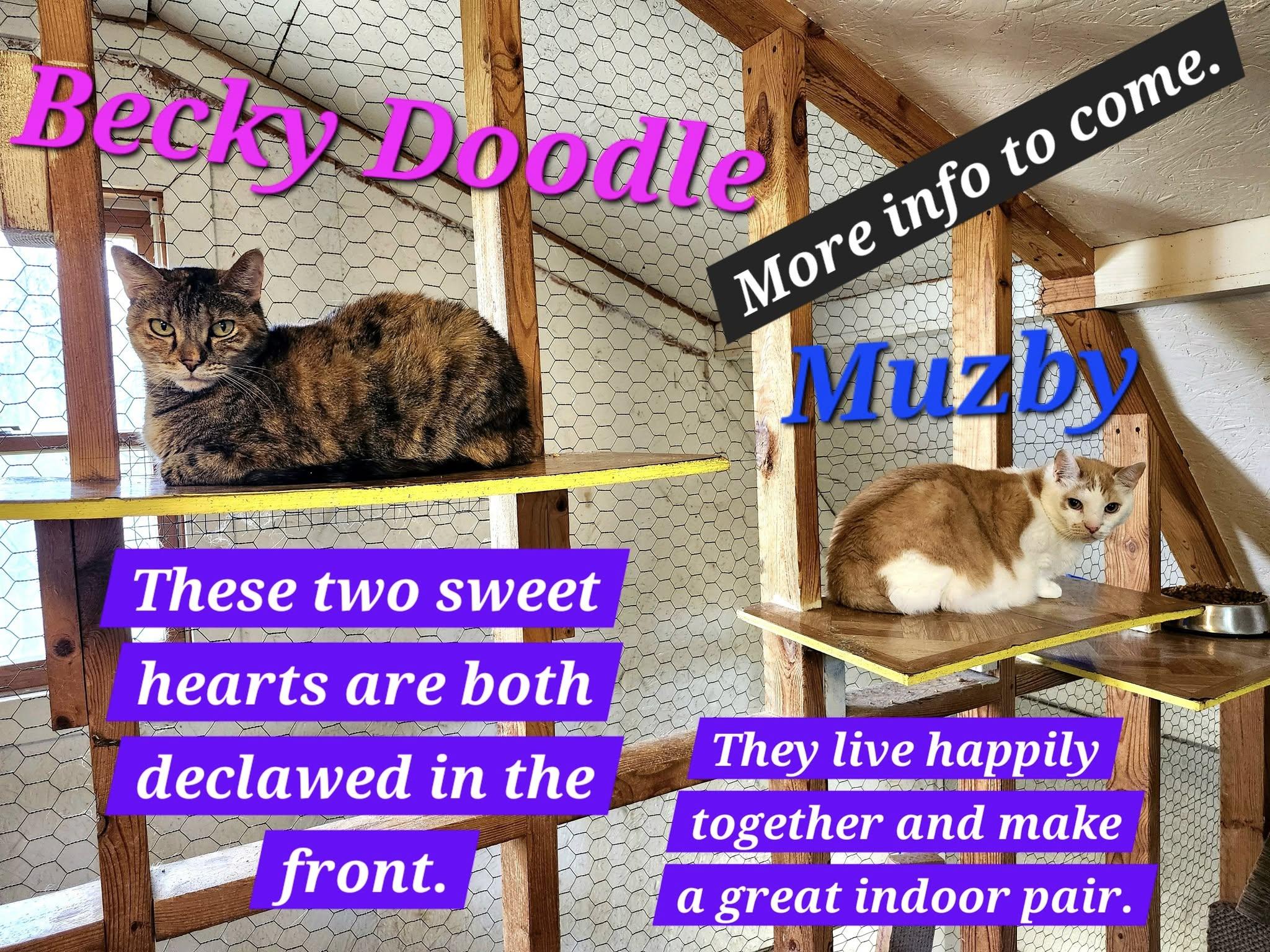 Becky Doodle, Adopted, Senior Female Domestic Short Hair.