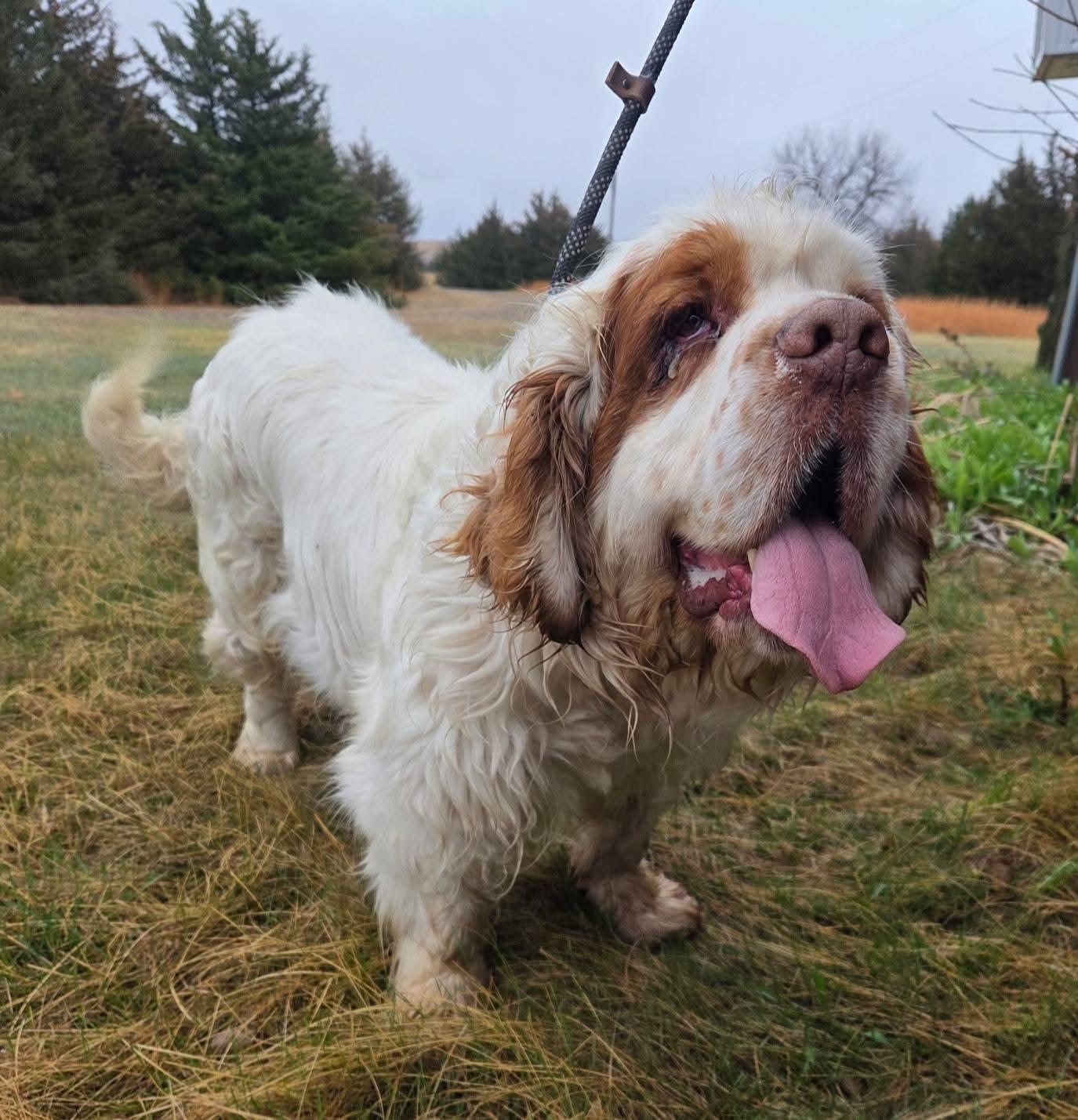 Roy, ADOPTABLE, Adult Male Clumber Spaniel.