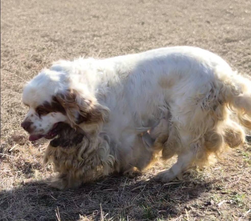 Enlarge Roy, a ADOPTABLE Clumber Spaniel in Sawyer, ND image 2/6