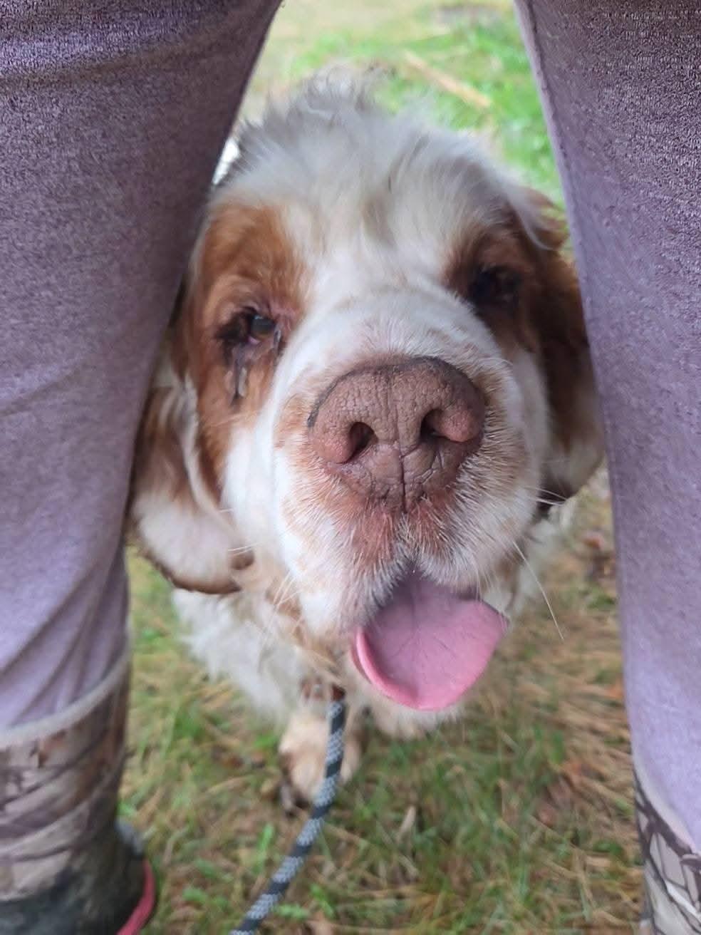 Enlarge Roy, a ADOPTABLE Clumber Spaniel in Sawyer, ND image 5/6