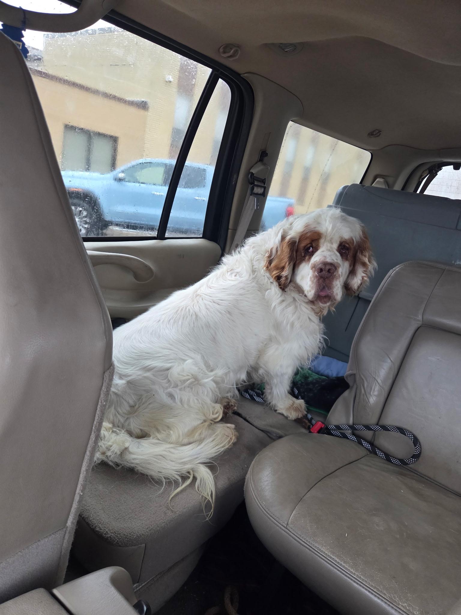 Enlarge Roy, a ADOPTABLE Clumber Spaniel in Sawyer, ND image 4/6