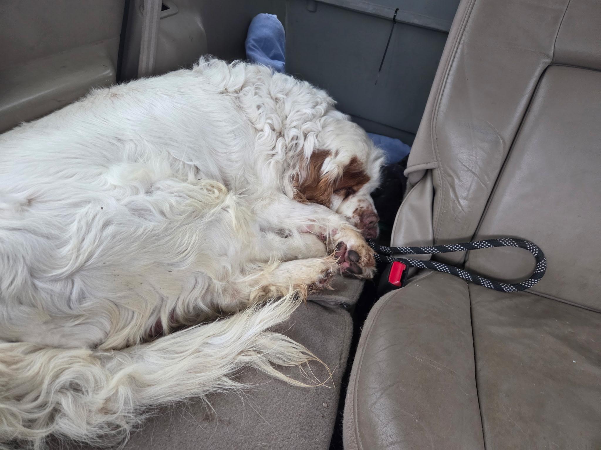 Enlarge Roy, a ADOPTABLE Clumber Spaniel in Sawyer, ND image 6/6